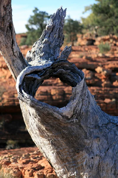 Árbol solitario - de kings canyon, watarrka national park, australia — Stockfoto