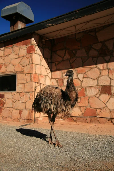 Emu ptak - czerwony centrum, Wielka Brytania — Zdjęcie stockowe