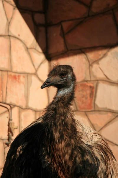 Emu Bird - The Red Centre, Австралия — стоковое фото