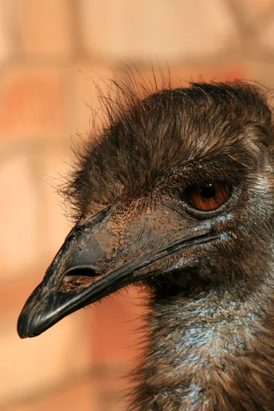 EMU madár - a piros Centre, Ausztrália — Stock Fotó