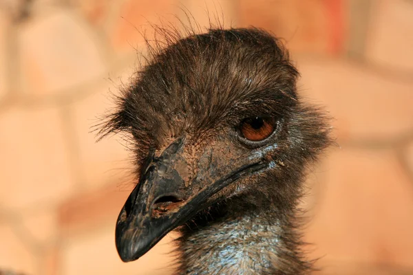 Emu Kuşu - kırmızı Merkezi, Avustralya — Stok fotoğraf