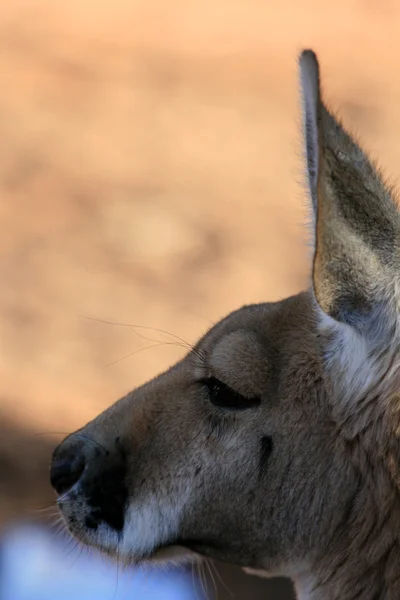 Canguro Rosso, Australia — Foto Stock