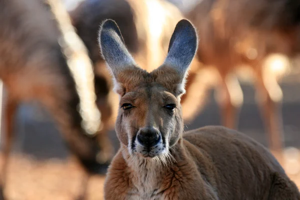 Red Kangaroo, Australie — Photo