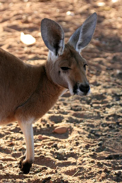 Kırmızı kanguru, Avustralya — Stok fotoğraf