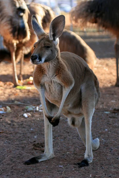 Червоний кенгуру, Об'єднані Арабські Емірати — стокове фото