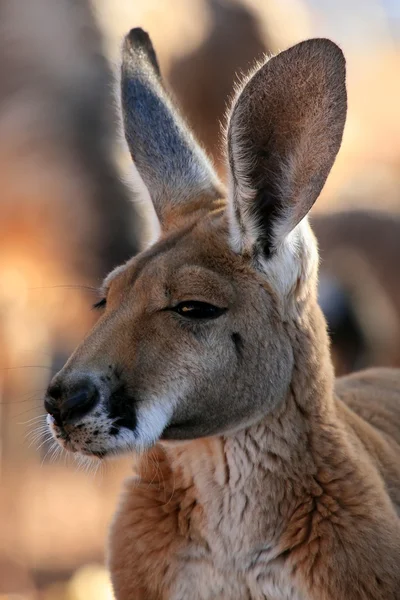 Canguro Rosso, Australia — Foto Stock