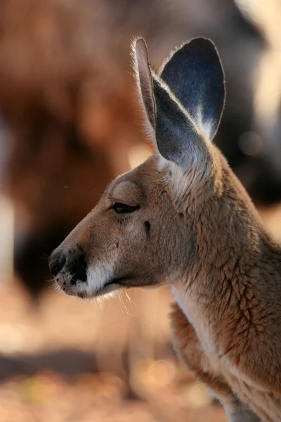 Canguro Rosso, Australia — Foto Stock