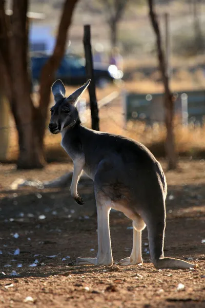 Canguro Rojo, Australia — Foto de Stock