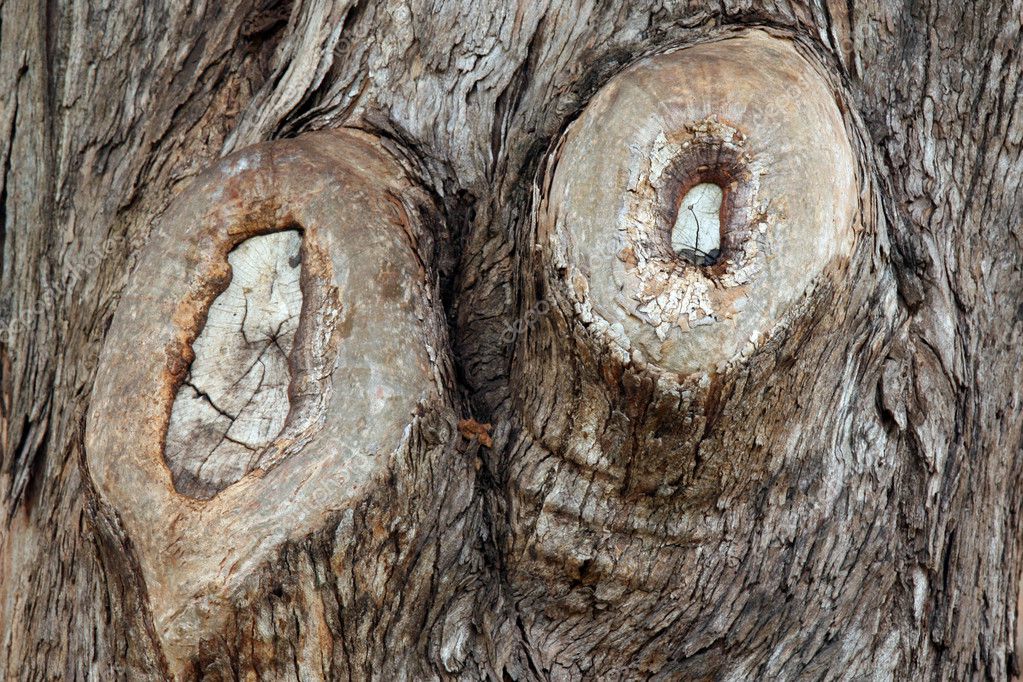 Tree Knot Hyde Park, Sydney, Australia — Stock Photo © imagex 13830555