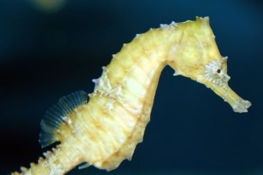caballito de mar - Acuario de vancouver, vancouver, Canadá