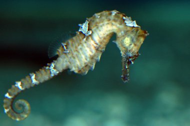 caballito de mar - Acuario de vancouver, vancouver, Canadá