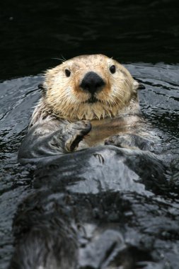 Sea Otter - Vancouver, Canada clipart