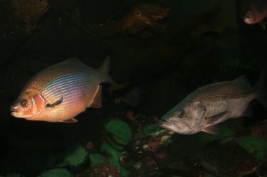 Vancouver Akvaryumu, vancouver, Kanada