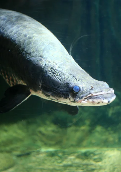 Vancouver Aquarium, Vancouver, Canada — Stockfoto