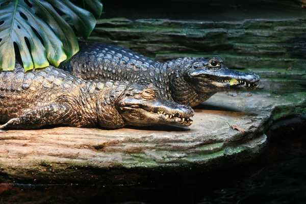 Krokodile - vancouver aquarium, vancouver, canada — Stockfoto