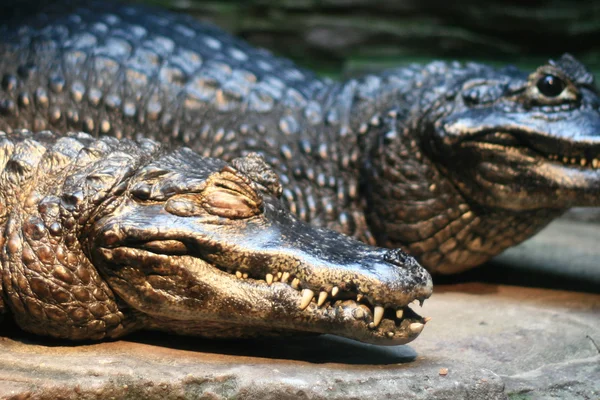 Crocodille - akwarium vancouver, vancouver, Kanada — Zdjęcie stockowe