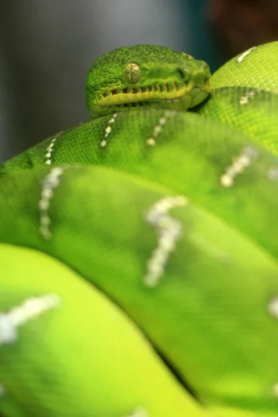 Green Tree Snake - Vancouver, Canada — Stock Photo, Image