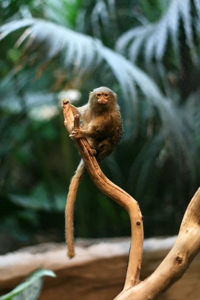 Pigmejka małpa, vancouver, Kanada — Zdjęcie stockowe