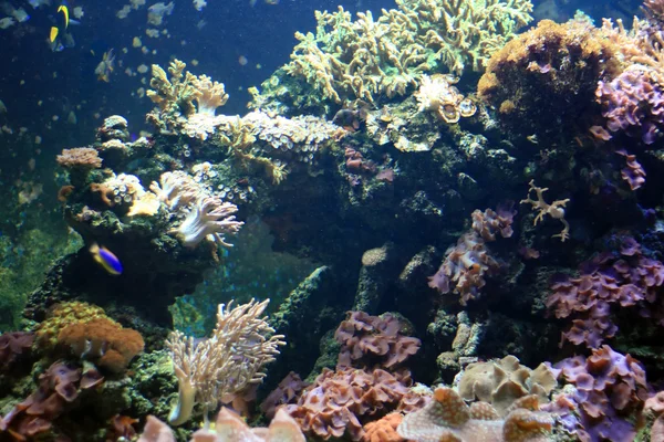Rafa koralowa - akwarium vancouver, vancouver, Kanada — Zdjęcie stockowe