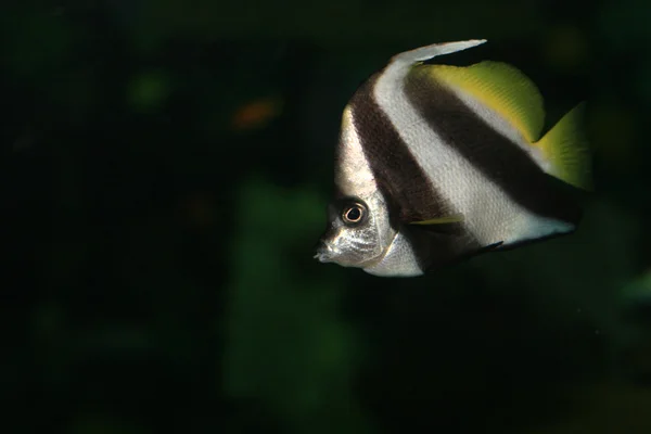 Peixes tropicais - Vancouver Aquarium, Vancouver, Canadá — Fotografia de Stock