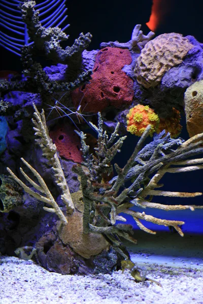 Coral Reef - Vancouver Aquarium, Vancouver, Canada — Stock Photo, Image