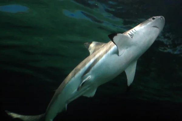 Fekete tipp cápa, Amerikai Egyesült Államok — Stock Fotó