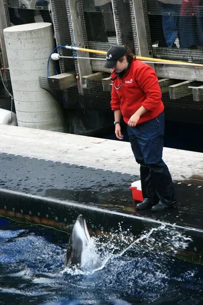 Kardszárnyú delfin Show - Vancouver Aquarium, Vancouver, Kanada — Stock Fotó