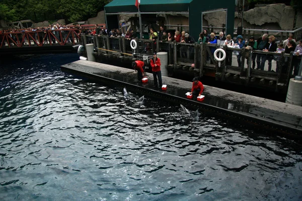 Killerwal-Show - Vancouver-Aquarium, Vancouver, Kanada — Stockfoto