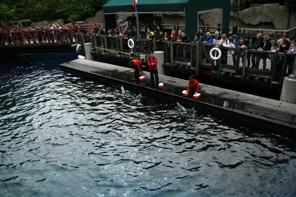 シャチのショー - バンクーバー、カナダ、バンクーバー水族館 — ストック写真