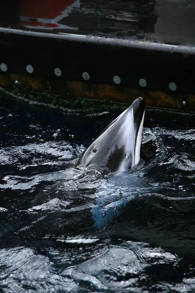Killer Whale Show - Vancouver Aquarium, Vancouver, Canada — Stockfoto