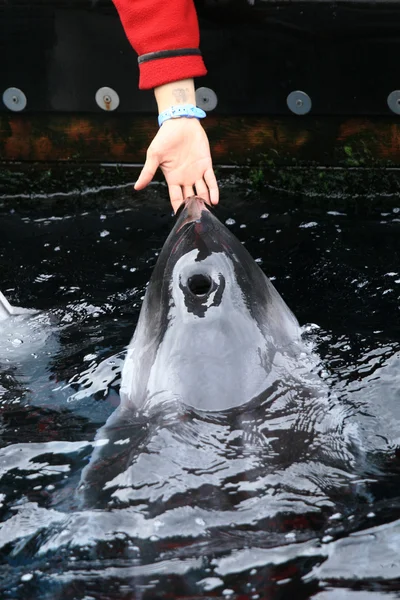 Kardszárnyú delfin Show - Vancouver Aquarium, Vancouver, Kanada — Stock Fotó