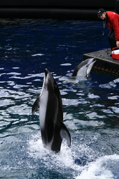 Killer Whale Show - Vancouver Aquarium, Vancouver, Canada — Stock Photo, Image