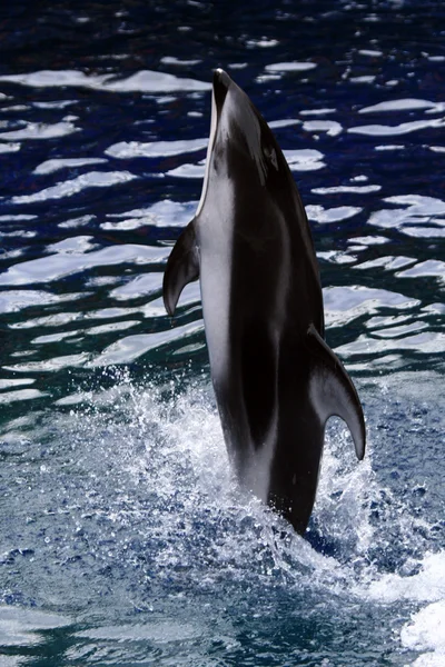 Kardszárnyú delfin Show - Vancouver Aquarium, Vancouver, Kanada — Stock Fotó