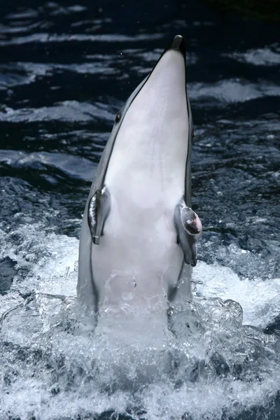 Show de Baleias Assassinas - Aquário de Vancouver, Vancouver, Canadá — Fotografia de Stock