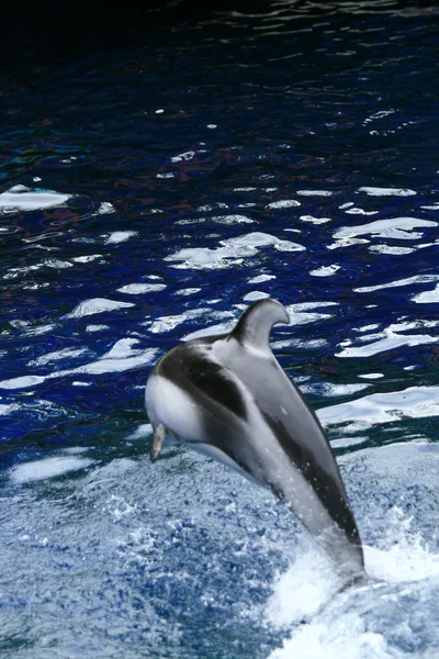 シャチのショー - バンクーバー、カナダ、バンクーバー水族館 — ストック写真