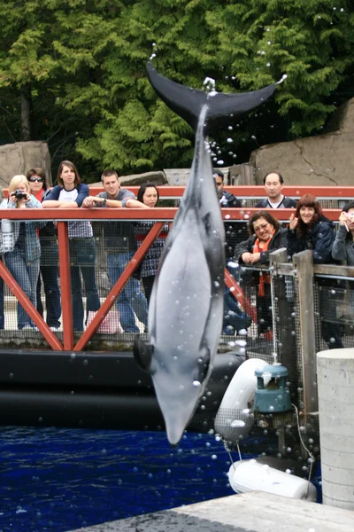 Épaulard show - l'aquarium de vancouver, vancouver, canada — Photo