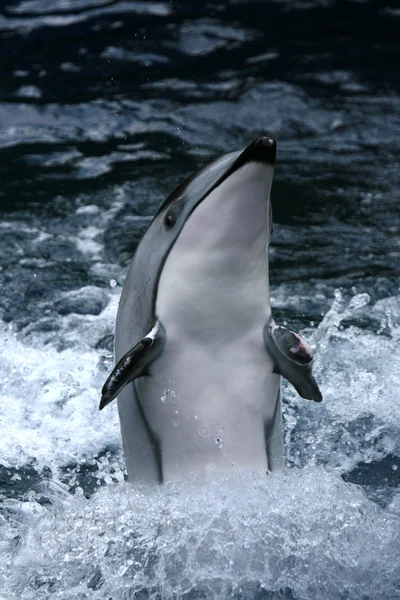 Épaulard show - l'aquarium de vancouver, vancouver, canada — Photo