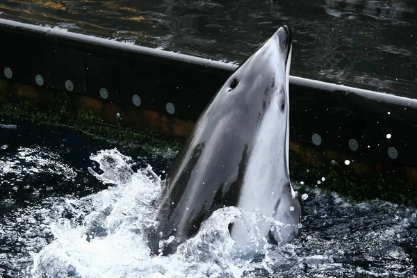 Katil balina gösterisi - vancouver Akvaryumu, vancouver, Kanada — Stok fotoğraf
