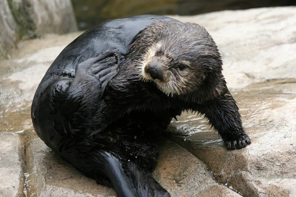 Sea Otter - Vancouver, Canadá — Fotografia de Stock