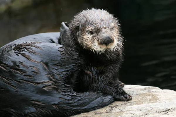 Sea Otter - Vancouver, Kanada — Stock Fotó