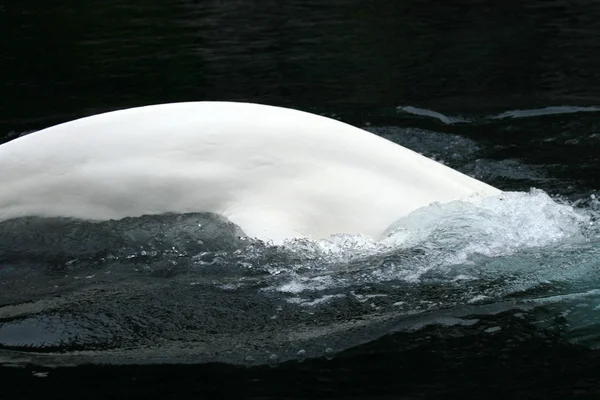 Beluga whale - vancouver, Kanada — Stockfoto