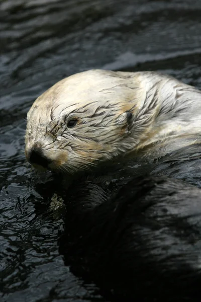 Sea Otter - Vancouver, Canada — Stock Photo, Image