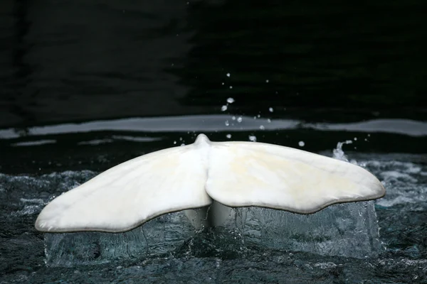 Ballena Beluga Vancouver, Canadá — Foto de Stock