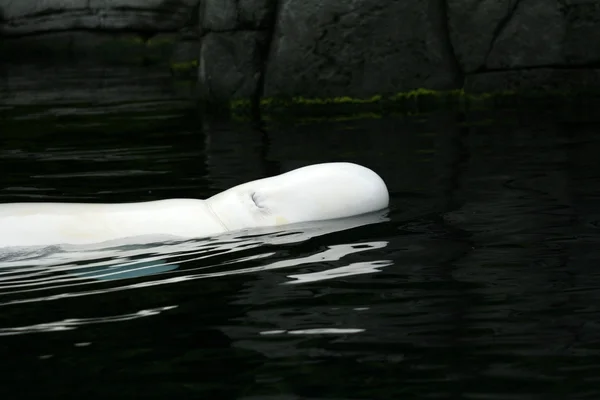Balena Beluga - Vancouver, Canada — Foto Stock