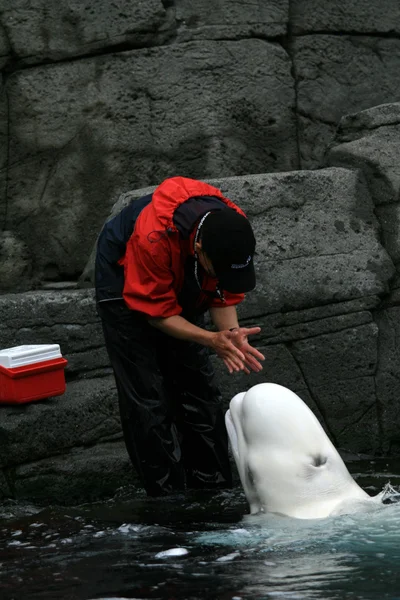 Beluga velryba - vancouver, Kanada — Stock fotografie