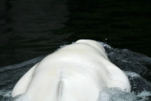 Whale Beluga - vancouver, Kanada — Zdjęcie stockowe