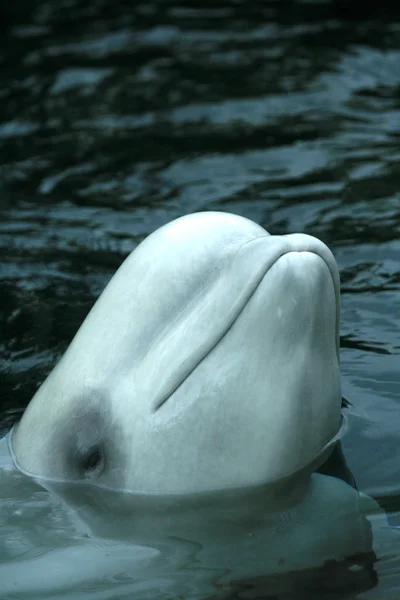 Beluga velryba - vancouver, Kanada — Stock fotografie