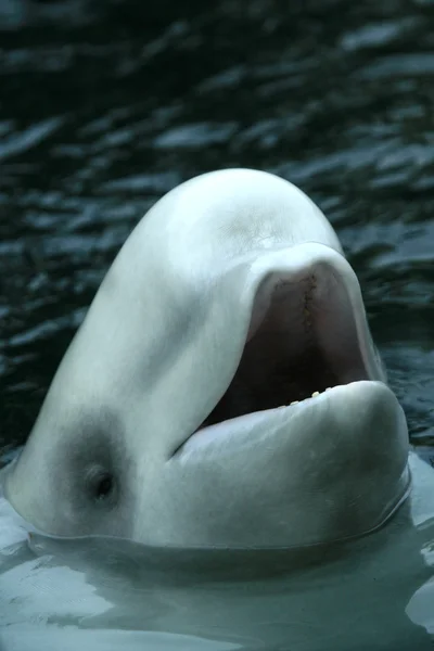 Beyaz balina - vancouver, canada — Stok fotoğraf