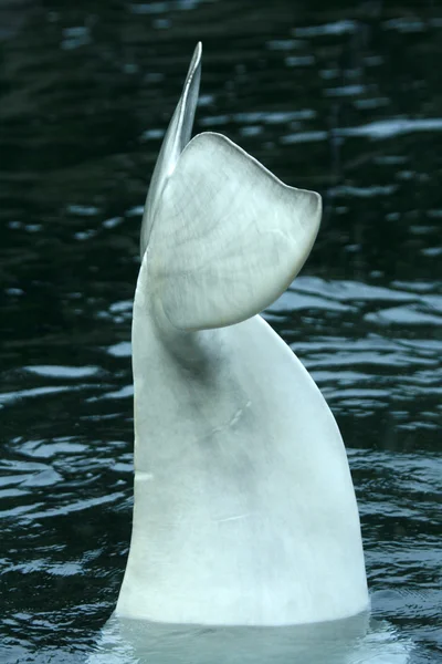 Beluga velryba - vancouver, Kanada — Stock fotografie