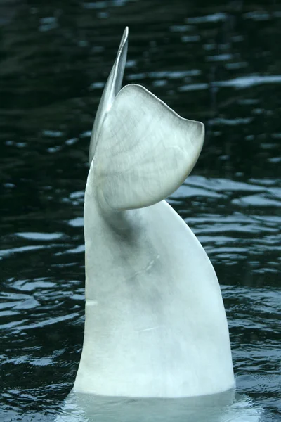 Beluga bálna - Vancouver, Kanada — Stock Fotó